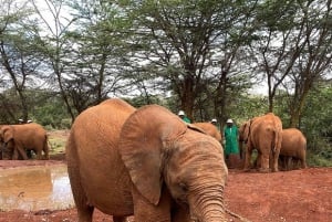 Nairobi: Giraffe Centre, Elephant Orphanage, and Bead …