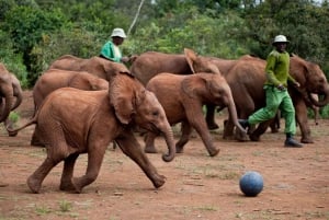 Nairobi: Giraffe Centre, Elephant Orphanage und Karen Blixen