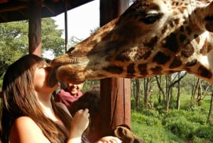 Nairobi: Giraffe Centre, Elephant Orphanage und Karen Blixen
