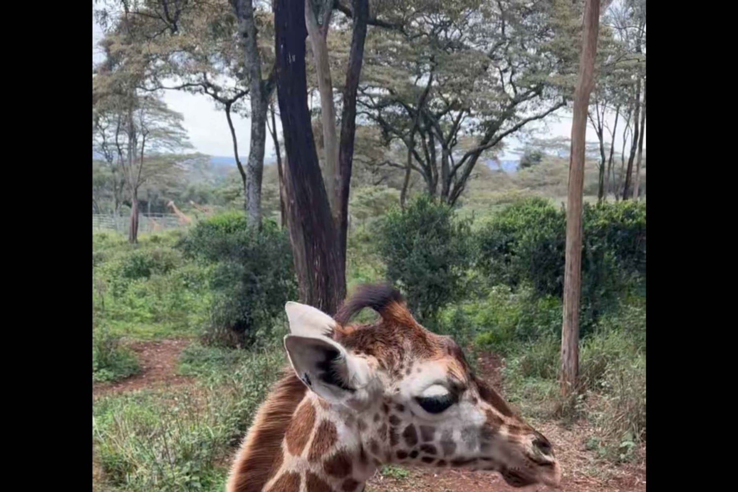 ナイロビ：キリンセンターへようこそ