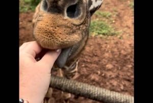 ナイロビ：キリンセンターへようこそ