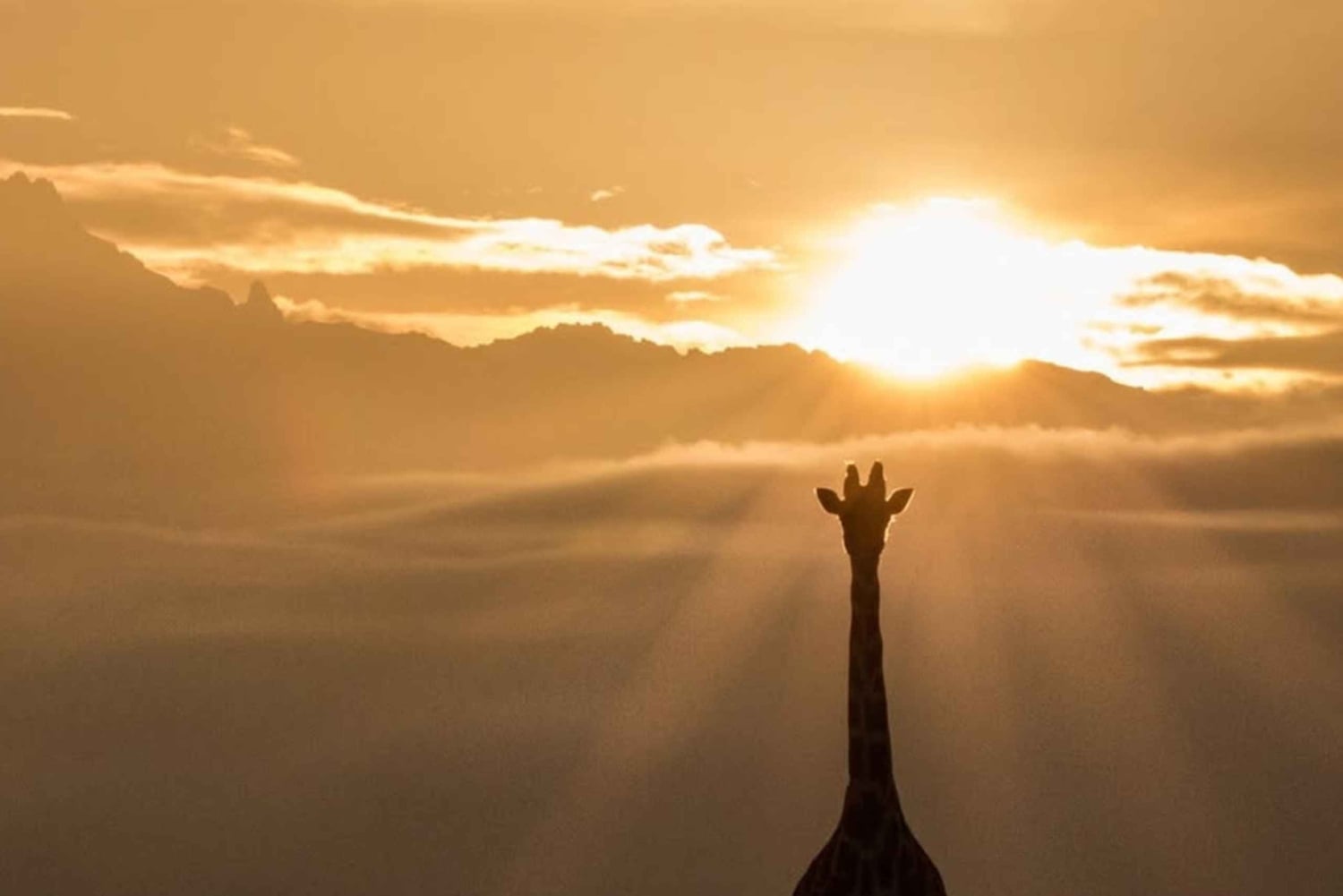 Nairobi: Giraffes, Art, and Hidden Cafés Tour with Lunch