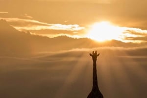 Nairobi: girafas, arte e cafés escondidos com almoço