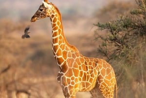 Nairobi: girafas, arte e cafés escondidos com almoço