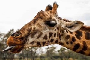 Nairobi: girafas, arte e cafés escondidos com almoço