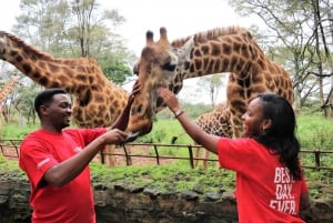 Nairobi: Giraffes & Elephants Small Group Tour