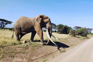 Nairobi: Amboseli National Park Group Day Tour