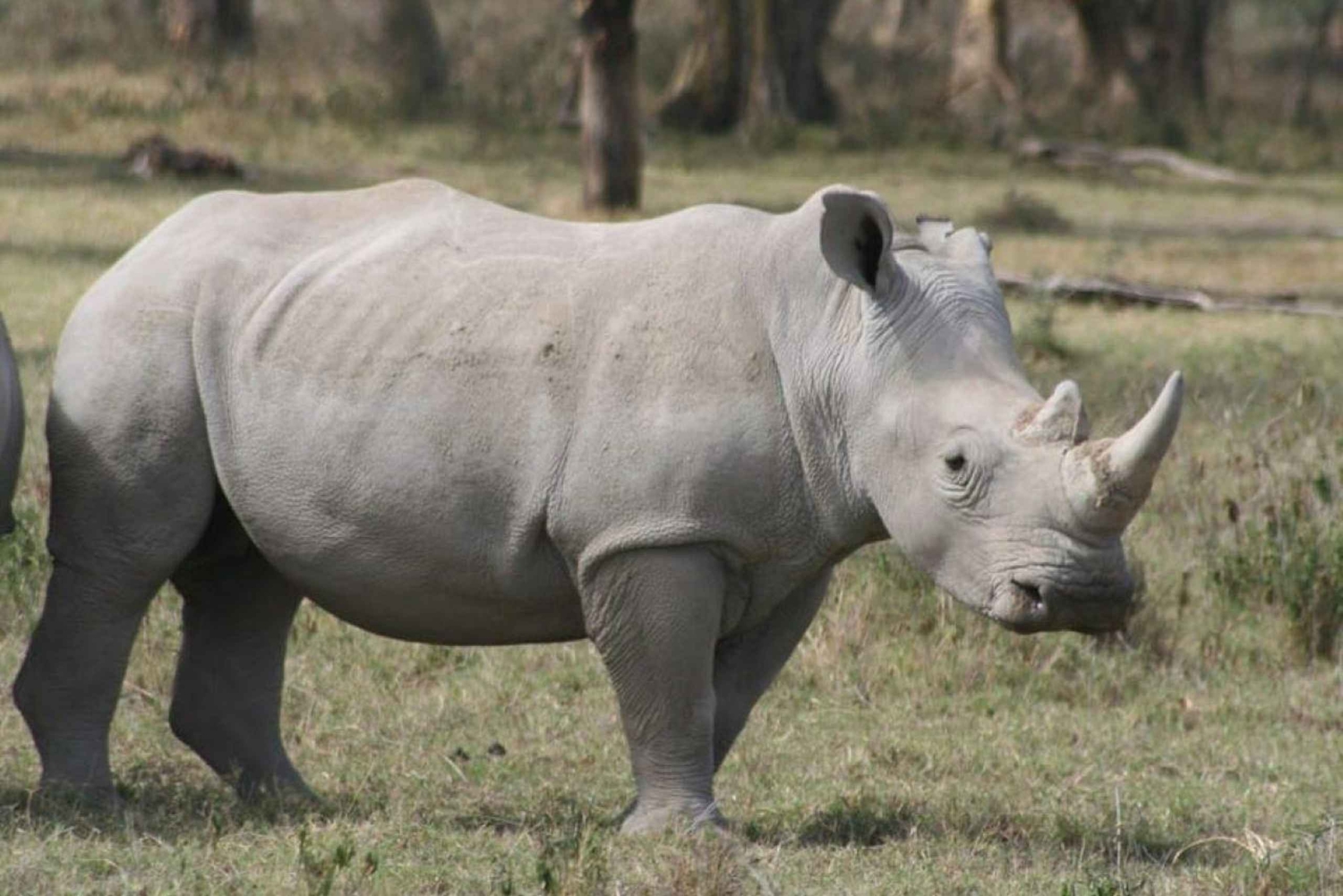 Nairobi: Grupp som ansluter sig till dagsutflykten Lake Nakuru & Lake Naivasha