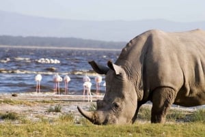 Nairobi: Group Joining Lake Nakuru & Lake Naivasha Day Trip