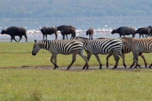 Nairobi: Group Joining Lake Nakuru & Lake Naivasha Day Trip