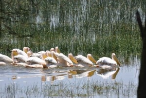 Nairobi: Group Joining Lake Nakuru & Lake Naivasha Day Trip