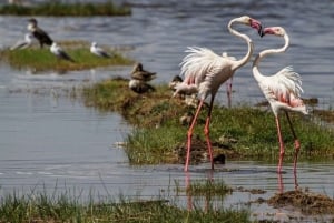 Nairobi: Group Joining Lake Nakuru & Lake Naivasha Day Trip