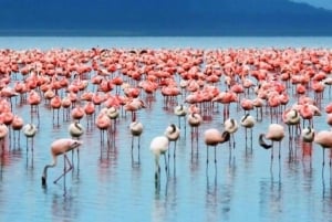 Nairobi: Grupp som ansluter sig till dagsutflykten Lake Nakuru & Lake Naivasha