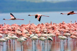 Nairobi: Grupp som ansluter sig till dagsutflykten Lake Nakuru & Lake Naivasha