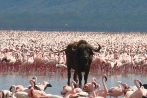 Nairobi: Grupp som ansluter sig till dagsutflykten Lake Nakuru & Lake Naivasha