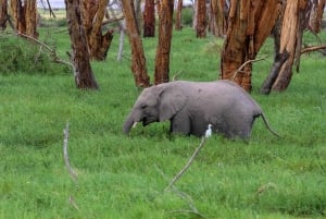 Nairobi:Group Joining Overnight Safari to Amboseli Park