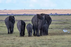 Nairobi:Group Joining Overnight Safari to Amboseli Park