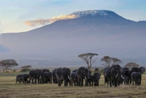 Nairobi:Group Joining Overnight Safari to Amboseli Park