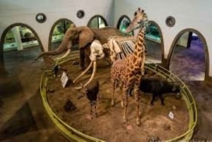 Nairobi: Guidet byrundtur med adgang til Nairobis nationalmuseum