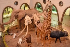 Nairobi: Guidad stadsrundtur med inträde till Nairobi National Museum