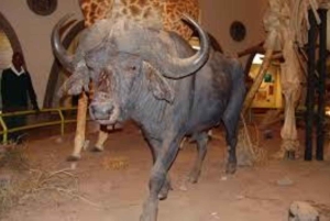 Nairobi: Guidad stadsrundtur med inträde till Nairobi National Museum