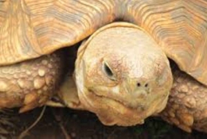 Nairobi: Guidad stadsrundtur med inträde till Nairobi National Museum