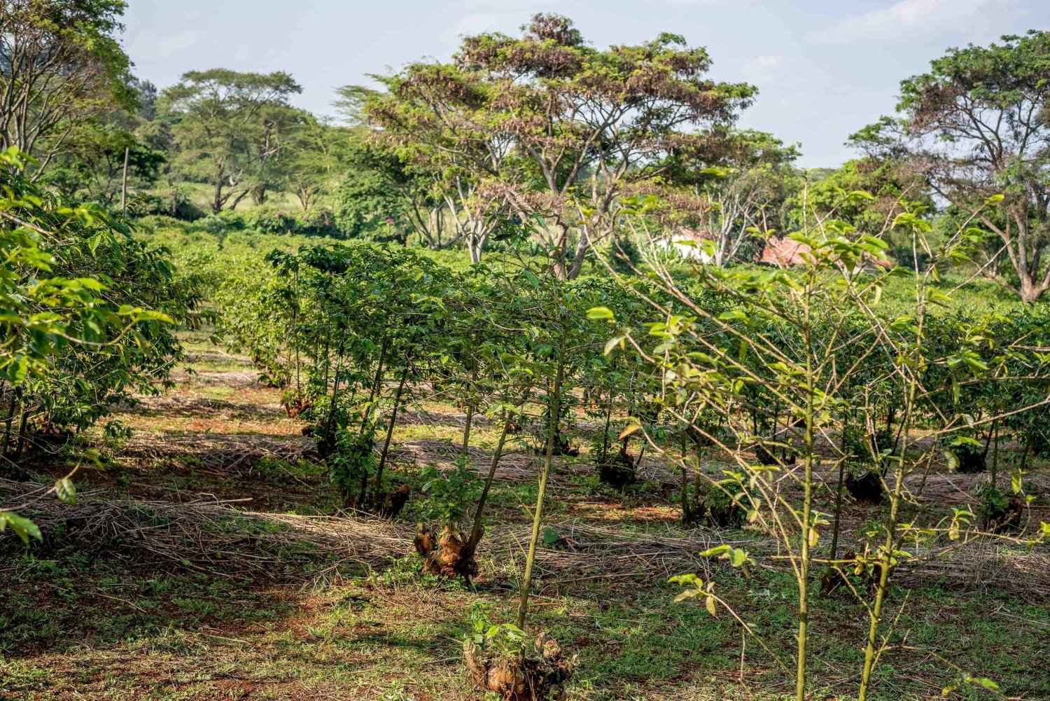 Nairobi: tour guidato della piantagione di caffè con degustazione