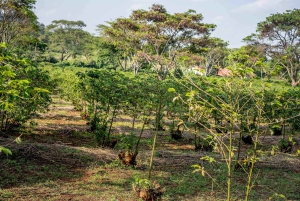 Nairobi: tour guiado a una finca cafetera con degustación