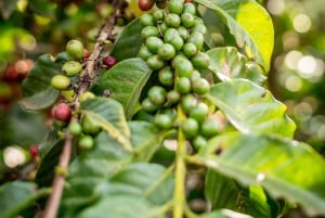 Nairobi: tour guiado a una finca cafetera con degustación