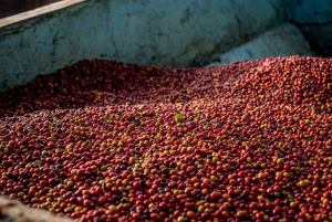 Nairobi: tour guiado a una finca cafetera con degustación