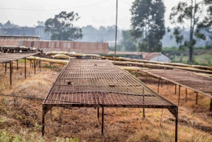 Nairobi: tour guiado a una finca cafetera con degustación