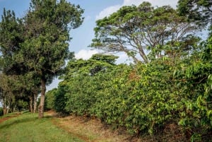 Nairobi: tour guiado a una finca cafetera con degustación