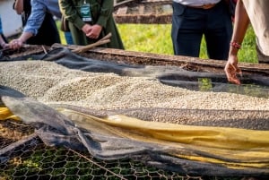Nairobi: tour guiado a una finca cafetera con degustación