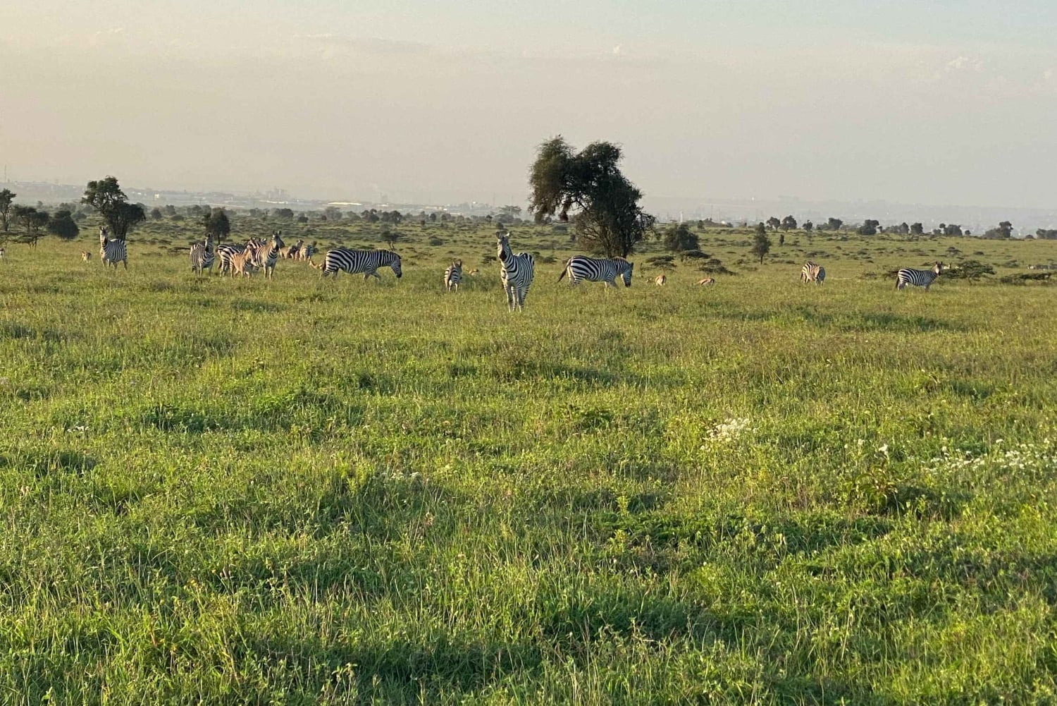 Nairobi: Guided Wildlife Cycling Safari with Transfer & meal