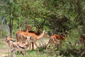 Nairobi: Opastettu villieläinsafari pyöräilyllä, kuljetus ja ateria