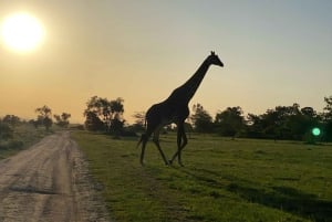 Nairobi: Opastettu villieläinsafari pyöräilyllä, kuljetus ja ateria