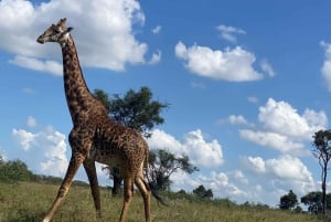 Nairobi: Opastettu villieläinsafari pyöräilyllä, kuljetus ja ateria