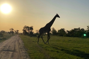 Nairobi: Guided Wildlife Cycling Safari with Transfer & meal