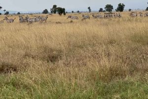 Nairobi: Guided Wildlife Cycling Safari with Transfer & meal