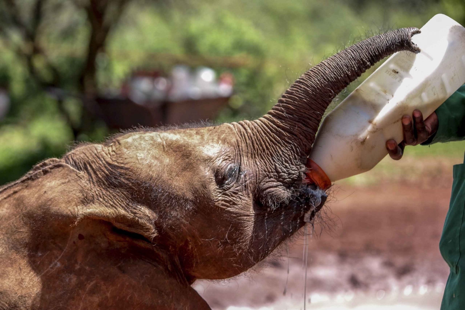 Nairobi: Half-Day Baby Elephant and Giraffe Experience