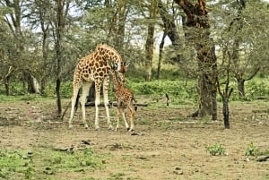 Nairobi: Half-Day Baby Elephant and Giraffe Experience
