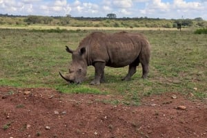 Nairobi: Półdniowa przejażdżka w Parku Narodowym Nairobi