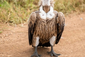 Nairobi : demi-journée de safari dans le parc national de Nairobi