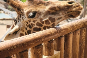 Nairobi : demi-journée de safari dans le parc national de Nairobi