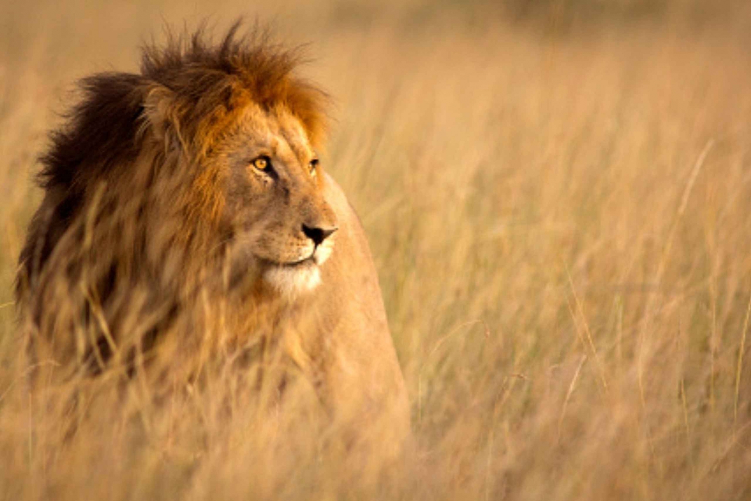 Nairobi: Puolen päivän yksityinen safari Nairobin kansallispuistossa