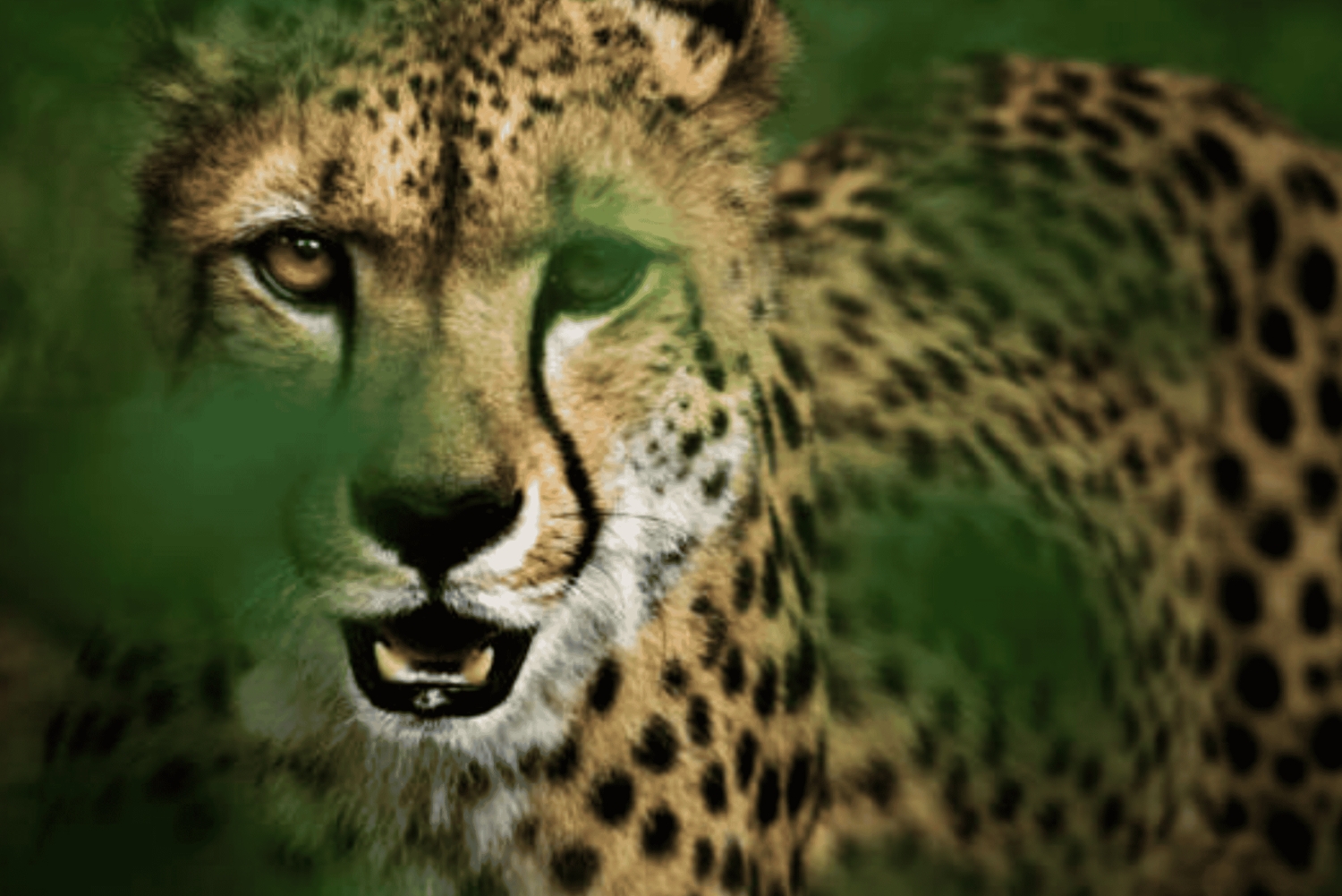 Nairobi: Half-Day Nairobi National Park Private Safari