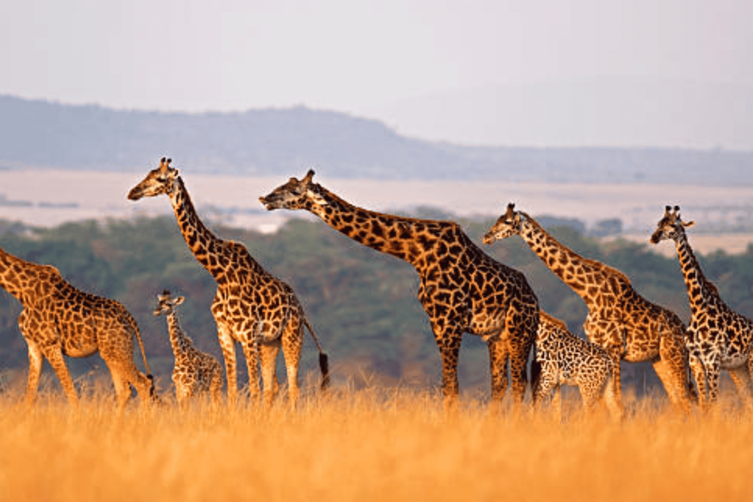 Nairobi: Half-Day Nairobi National Park Private Safari