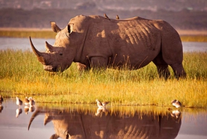 Nairobi: Half-Day Nairobi National Park Private Safari