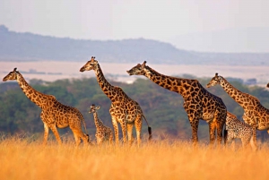 Nairobi: Half-Day Nairobi National Park Private Safari