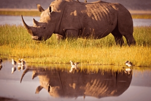 Nairobi: Half-Day Nairobi National Park Private Safari